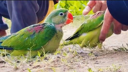 3 raw Pahari parrot