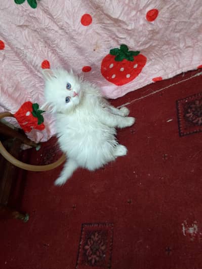 Pure Persian white kittens triple coat blue eyes