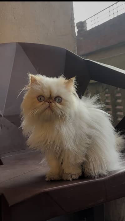 Cfa lineage Male Kitten