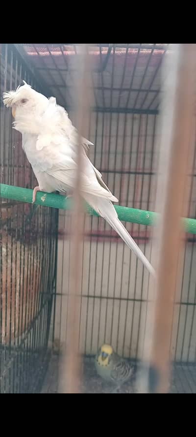 Black Wing & Fellow Hogoromo