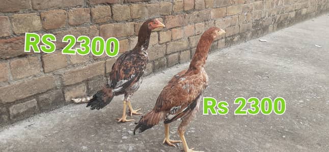 aseel 2 murghian  2 pathian