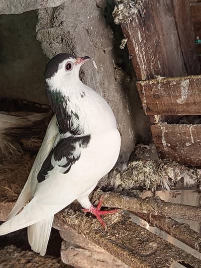 white,black,brown pigeon available  selling 25 pigeons