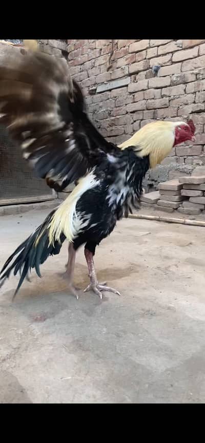 Aseel top quality male available . . price almost final