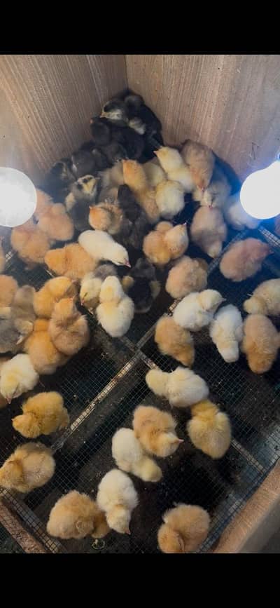 Golden buff and black buff chicks available