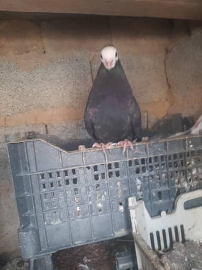 پشوری کبوتریpure