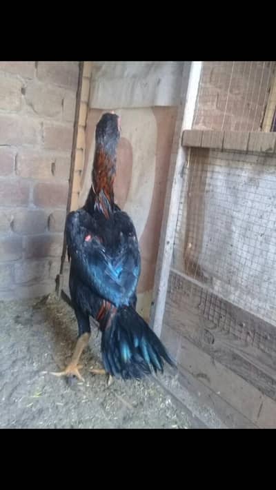 thai aseel patha 03214203251