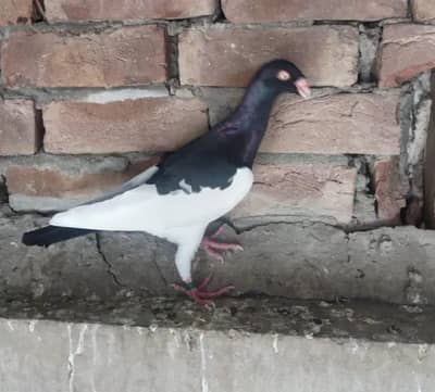 ڈینش میگپائی