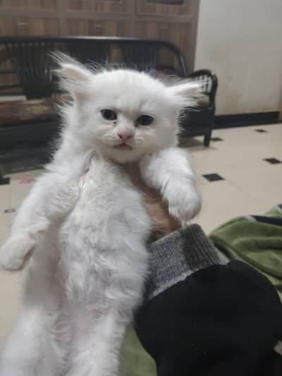 Persian kittens blue eyes