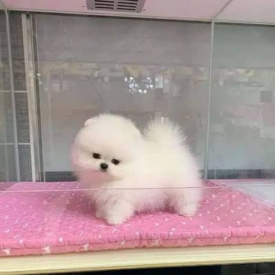 pomeranian puppies 03425655411