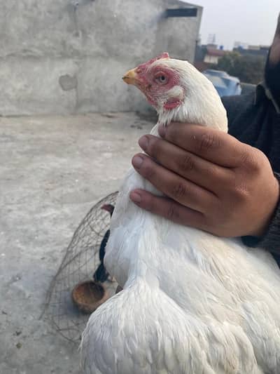 paper white madi hera vip quality