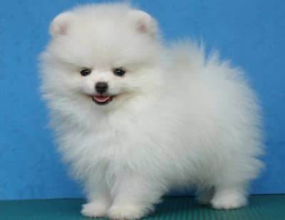 pomeranian puppies 03425655411