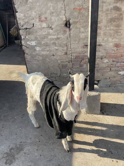 Goats(Two male and one female