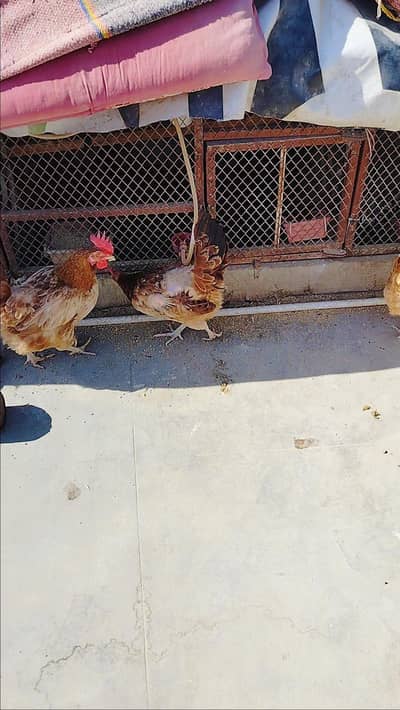 Eggs laying females for sale