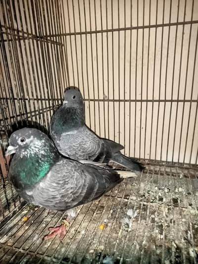 chapray patha pathii