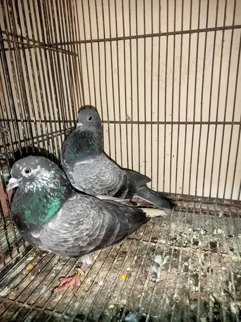 chapray patha pathii 0