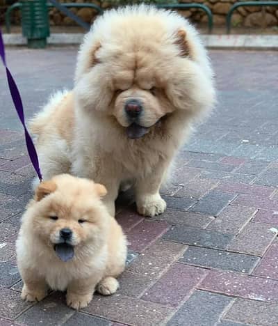 chow chow puppies 03425655411