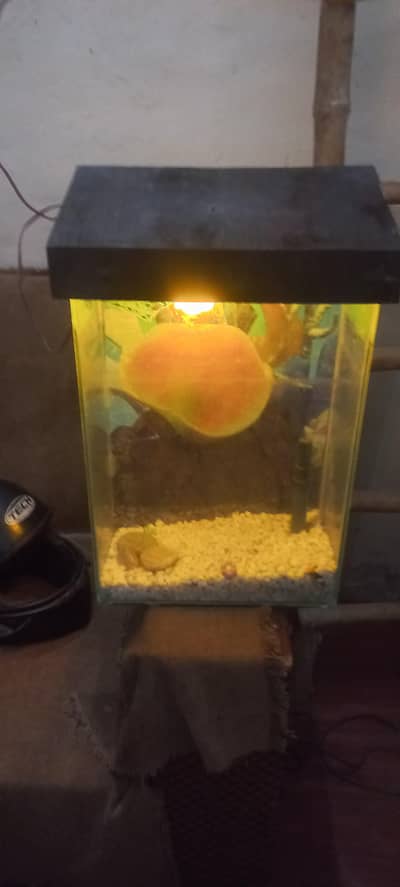 for sale fish aquarium  good conditions