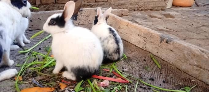 نر اور مادہ جوڑے ہیں