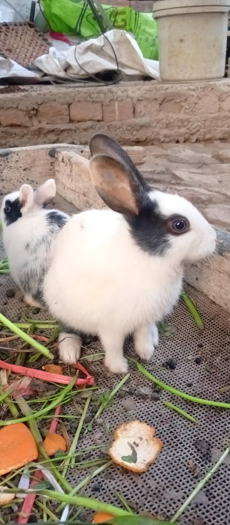 نر اور مادہ جوڑے ہیں 3