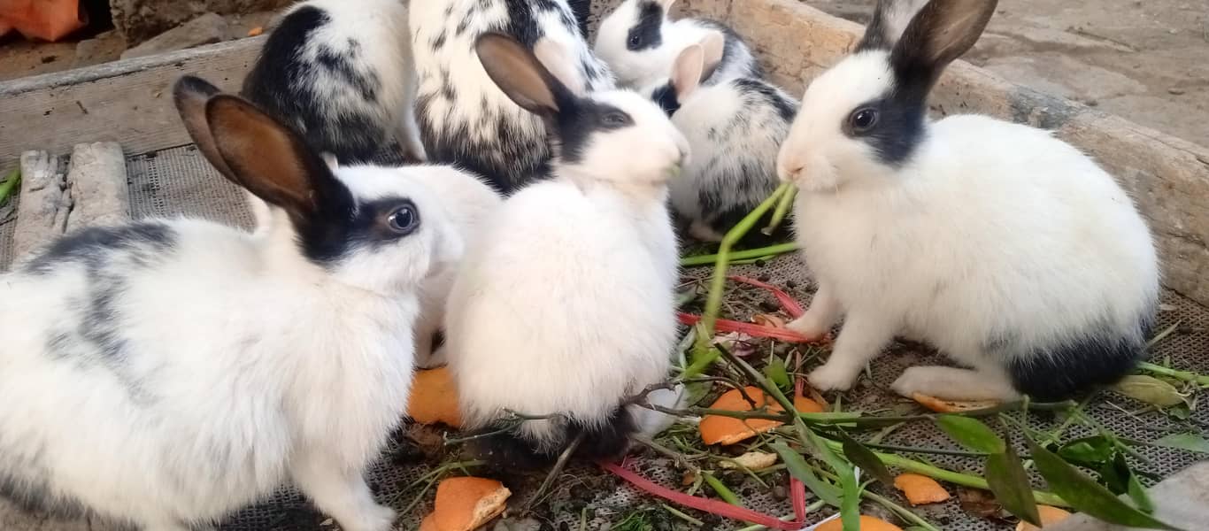 نر اور مادہ جوڑے ہیں 5