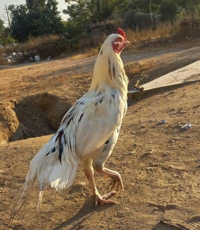 Aseel Sindhi 1 Male 2 Female