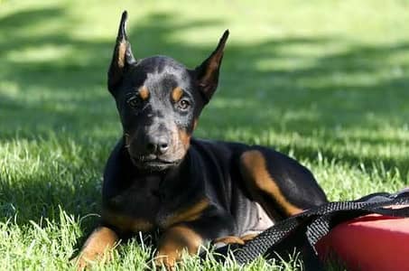 Doberman puppies