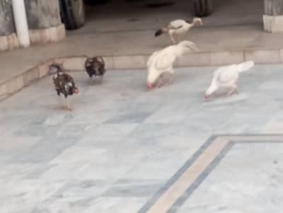 5peice one male 4 female