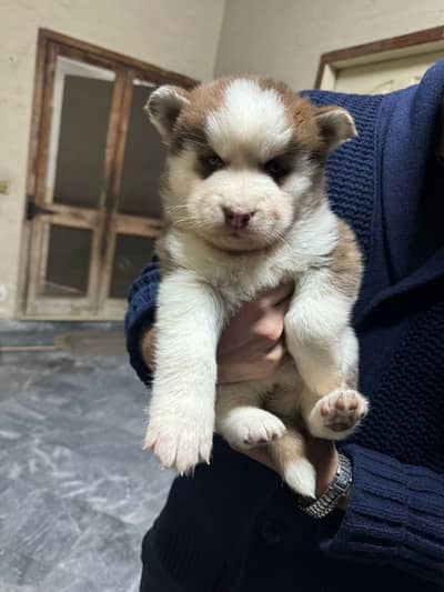 Husky puppy female active 40 days