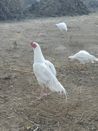 Aseel | Hera Aseel | Paper White Aseel | 1 male 2 female only 35k