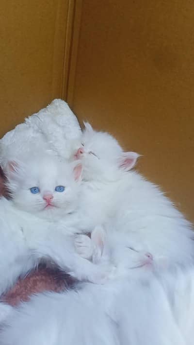Blue eyes Persian male kitten