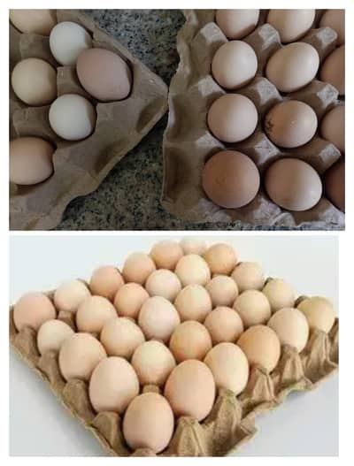 Organic Desi Anday fertile (Home-grown hens)