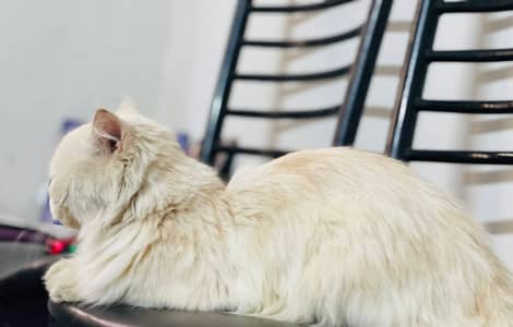Persian Cat