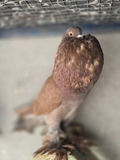 RED Pouter , Black King pigeon , White King