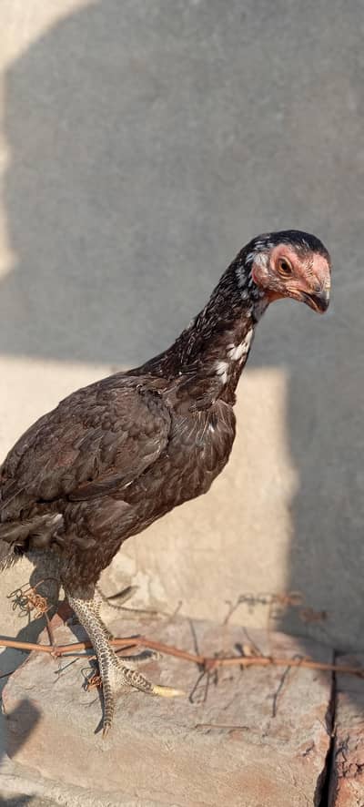 parrot beak long tail x qandhari chicks