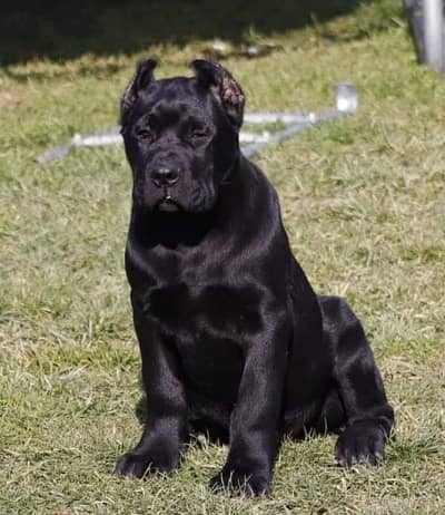 IMPORTED CANE CORSO PUPPIES AVAILABLE FOR BOOKING