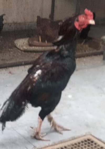 Aseel Murgha Red & Black