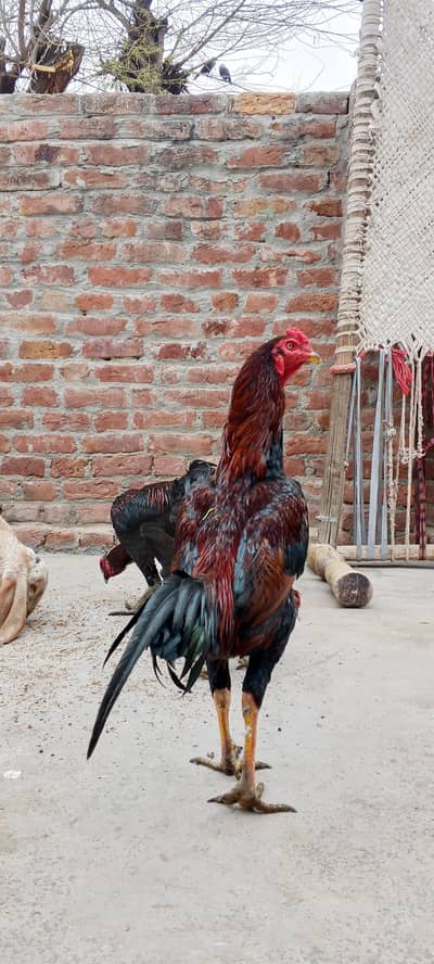 Pure Thai Necklocker