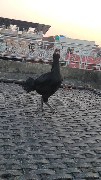 Mianwali + thai madi 03/0499/50838