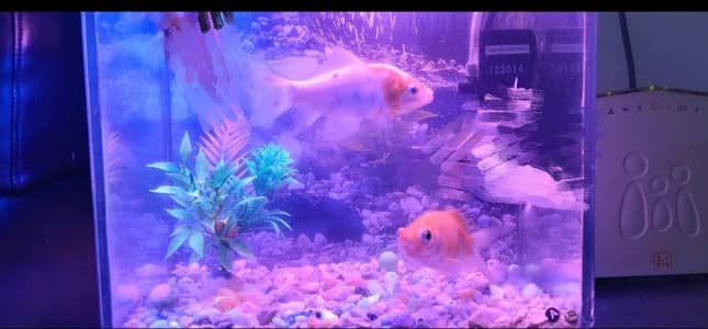 Fish Aquarium Pump setup