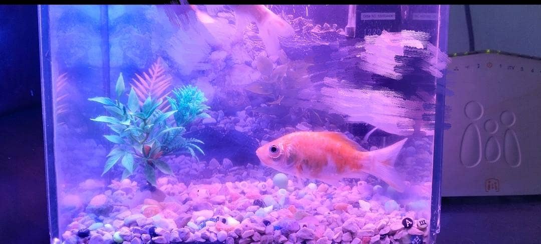 Fish Aquarium Pump setup 2