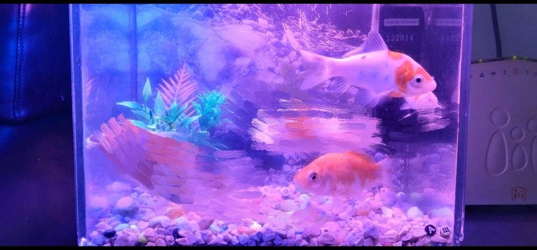 Fish Aquarium Pump setup 3