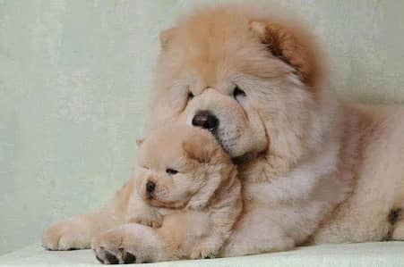 chow chow puppies 03425655411