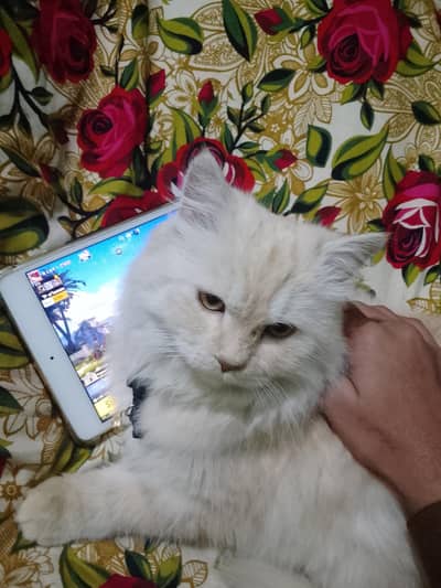 Percian Doll face male cat for sale