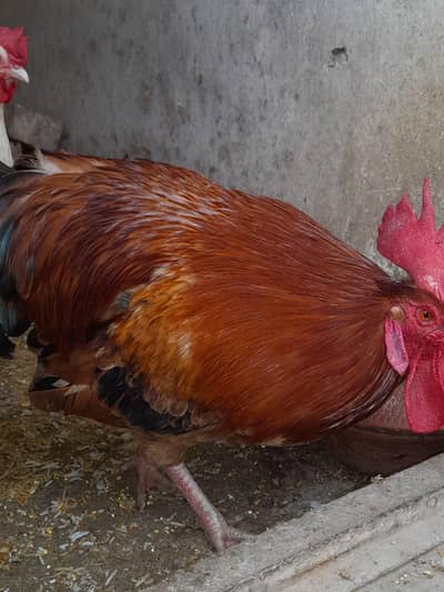 healthy and active birds  2 female and 1 male