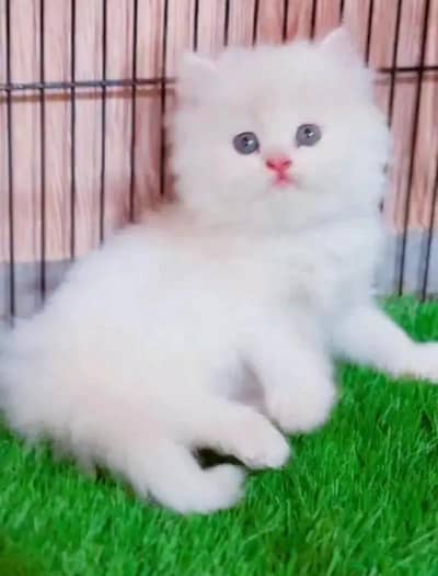 Persian female kitten for sale. my WhatsApp number 0320*24-100*47