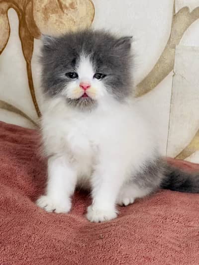 I have beautiful full Persian kitten