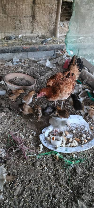 Aseel hen with 10 chicks. Urgent sale