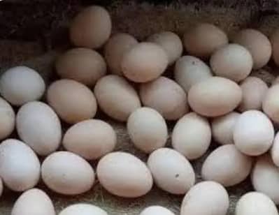 rsگولڈن مصری اور دیسی انڈے - فرٹائل اور کھانے کیلئے بہترین 40 r