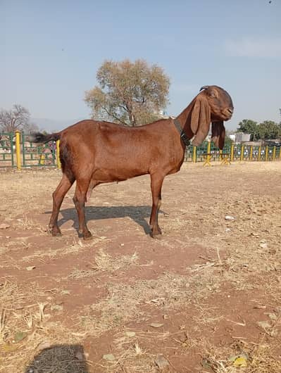 beetal naghra bakri 6gi