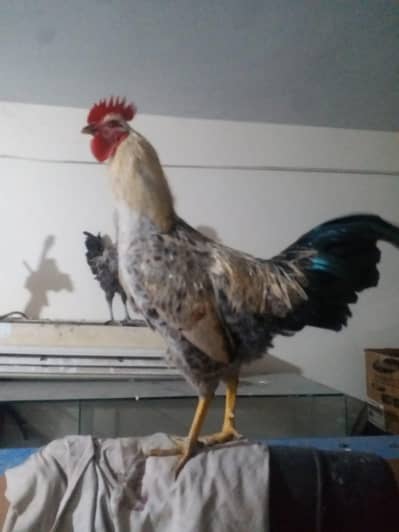 rooster for sale